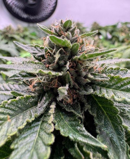 The Tropical Ice Cream One. Week 13