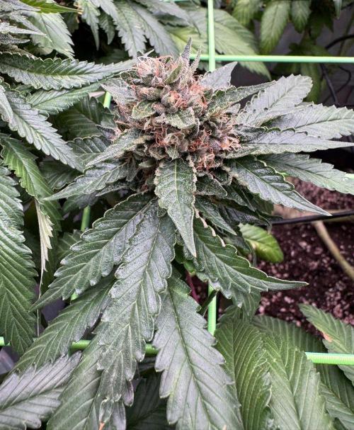 The Tropical Ice Cream One. Week 13