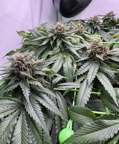 The Tropical Ice Cream One. Week 13