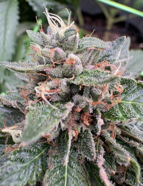 The Tropical Ice Cream One. Week 13