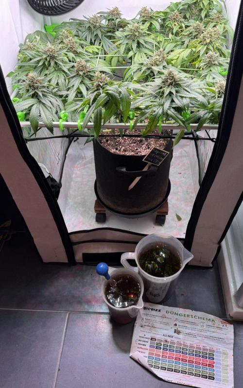 The Tropical Ice Cream One. Week 13