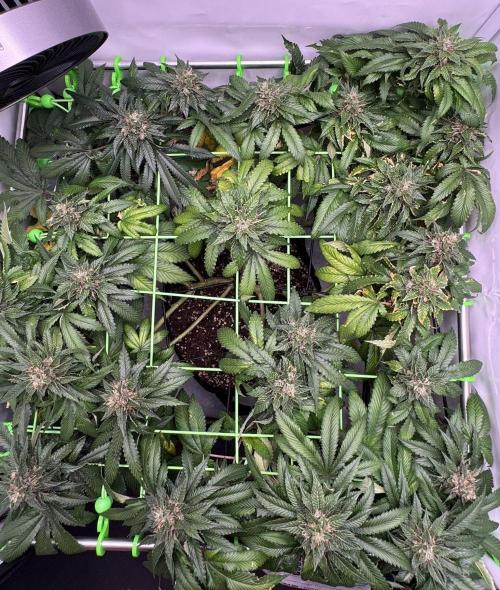 The Tropical Ice Cream One. Week 13
