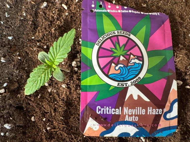 Critical Neville Haze Auto. Week 0