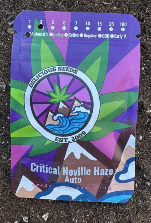 Critical Neville Haze Auto. Week 0
