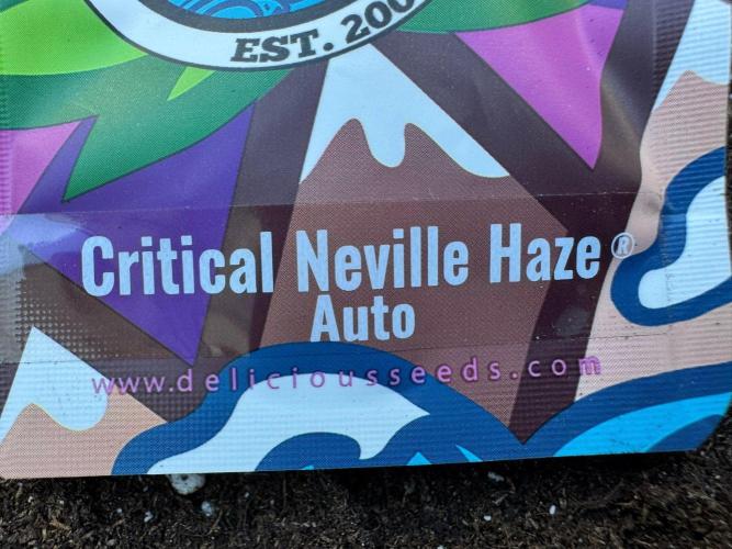 Critical Neville Haze Auto. Week 0