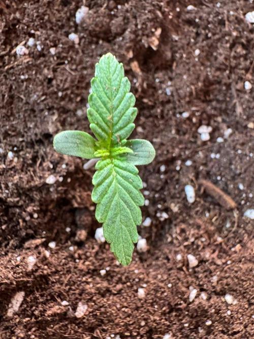 Critical Neville Haze Auto. Week 0