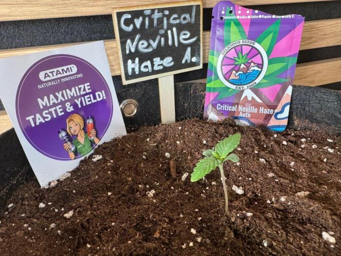 Critical Neville Haze Auto. Week 0
