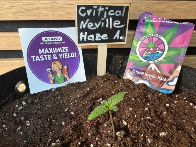 Critical Neville Haze Auto. Week 0