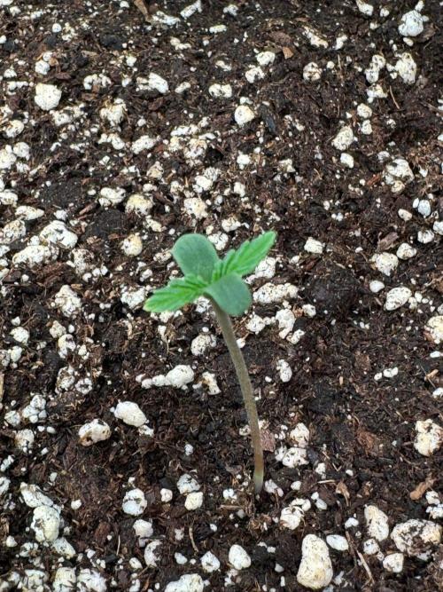 Critical Neville Haze Auto. Week 0