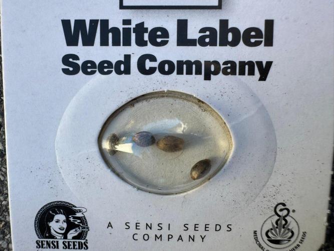 White Diesel Haze Auto-Sensi Seeds - CCG. Week 0