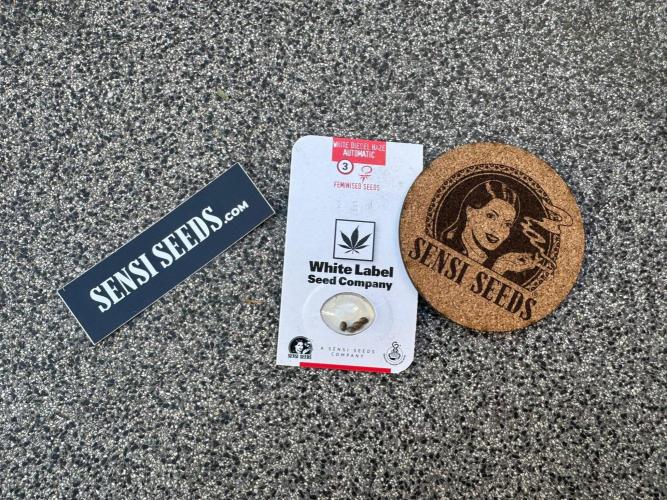 White Diesel Haze Auto-Sensi Seeds - CCG. Week 0