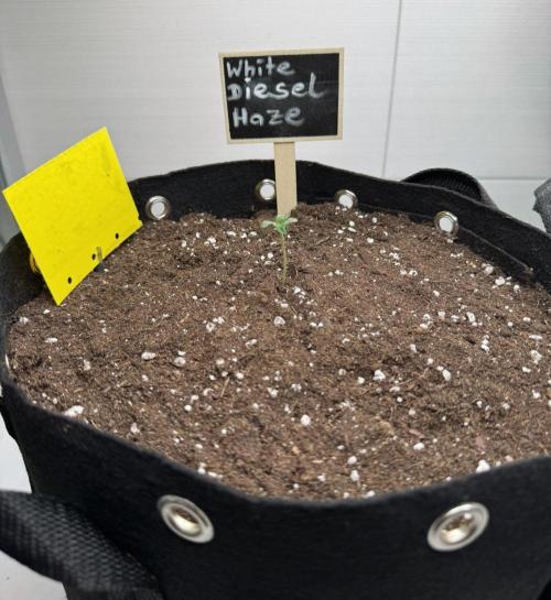 White Diesel Haze Auto-Sensi Seeds - CCG. Week 0