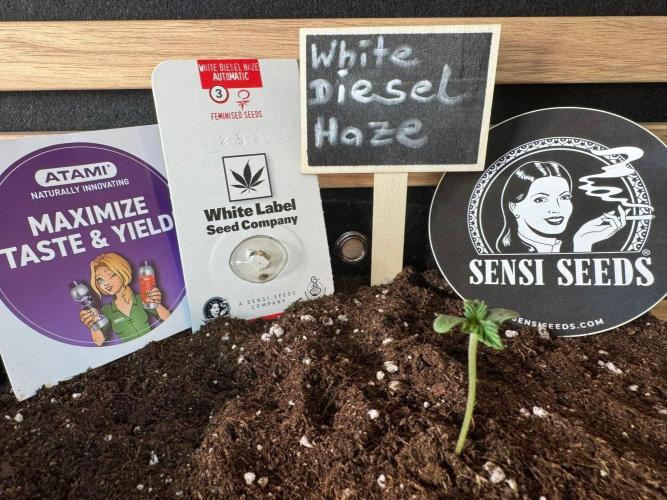 White Diesel Haze Auto-Sensi Seeds - CCG. Week 0