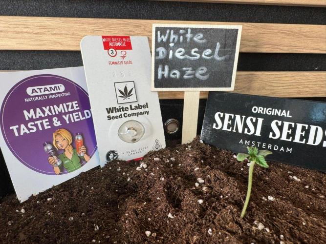 White Diesel Haze Auto-Sensi Seeds - CCG. Week 0