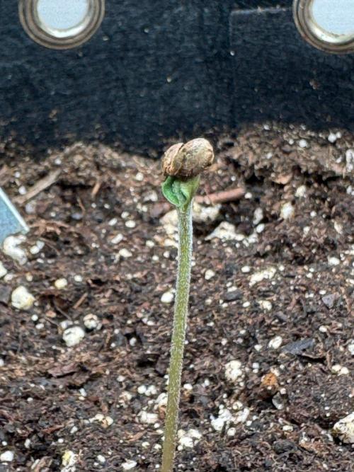 White Diesel Haze Auto-Sensi Seeds - CCG. Week 0