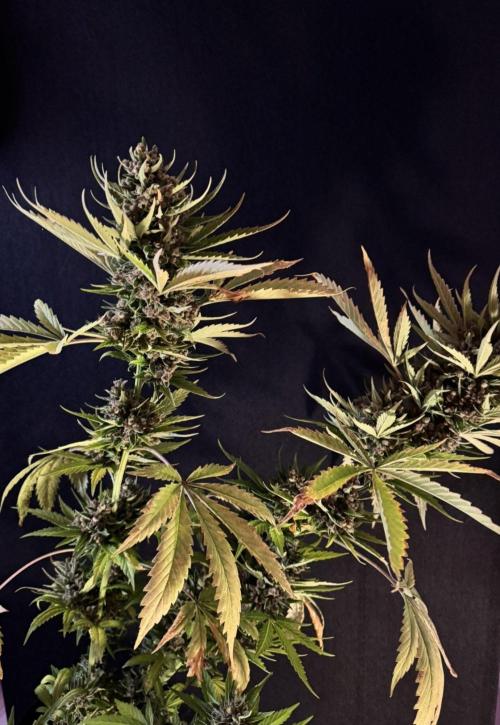 Banana Purple Auto. Week 13