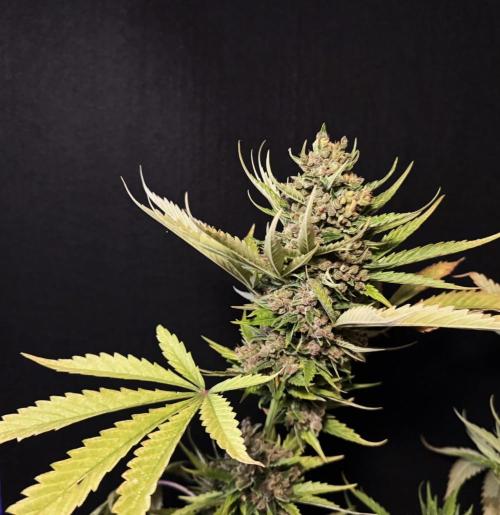 Banana Purple Auto. Week 13