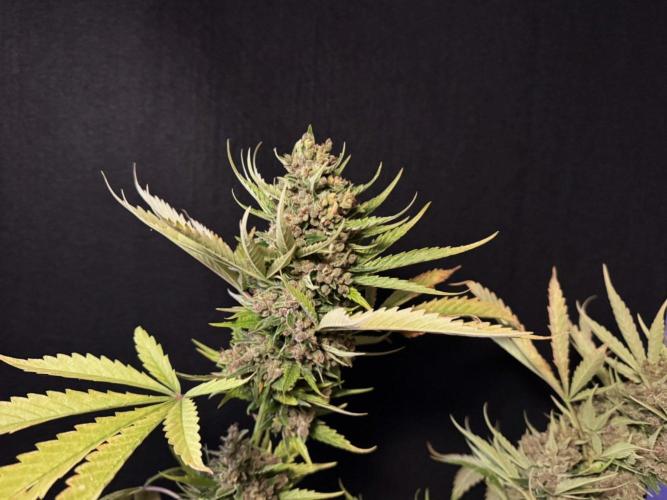 Banana Purple Auto. Week 13