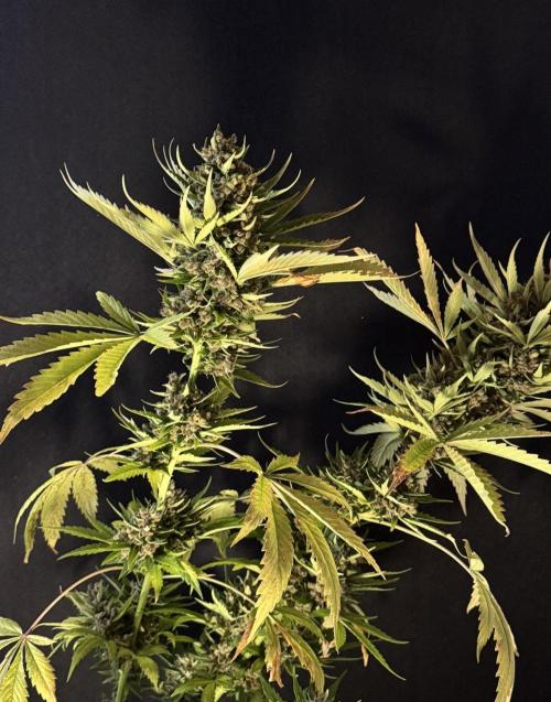 Banana Purple Auto. Week 13