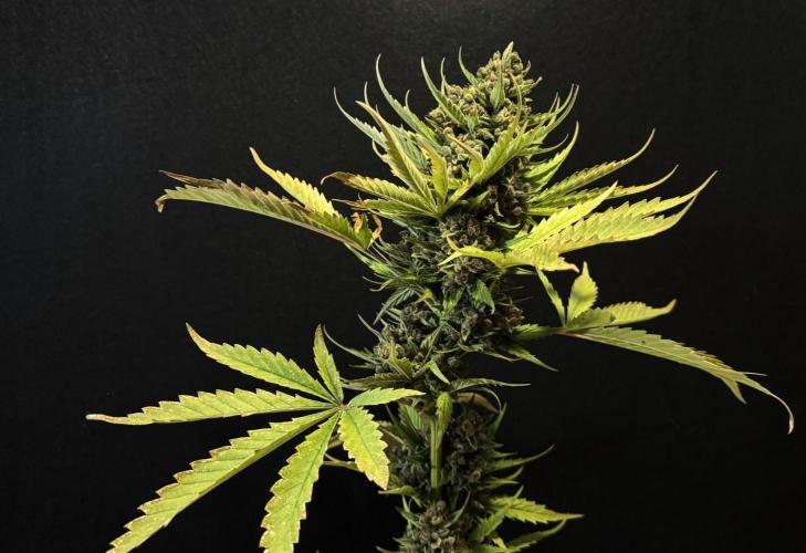 Banana Purple Auto. Week 13
