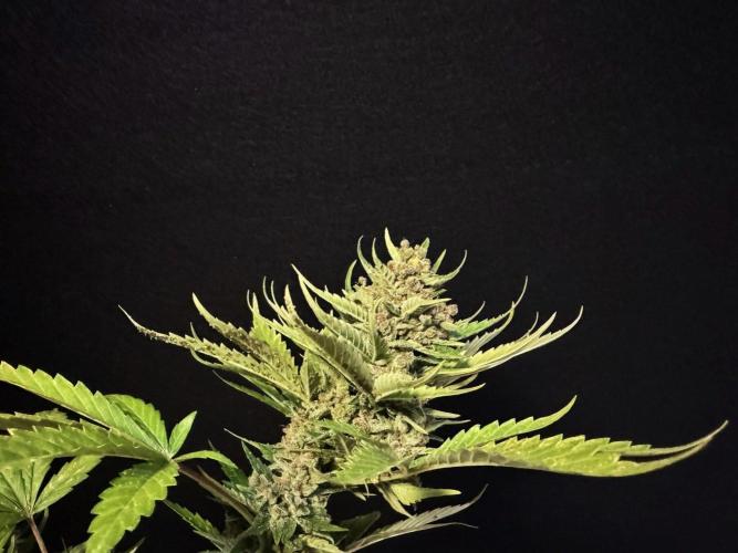 Banana Purple Auto. Week 13