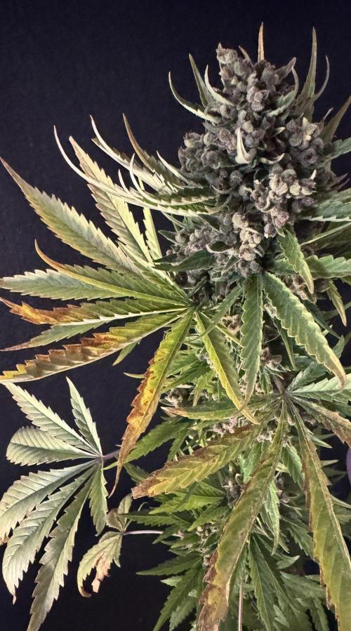 Banana Purple Auto. Week 13