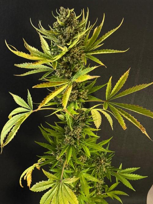 Banana Purple Auto. Week 13