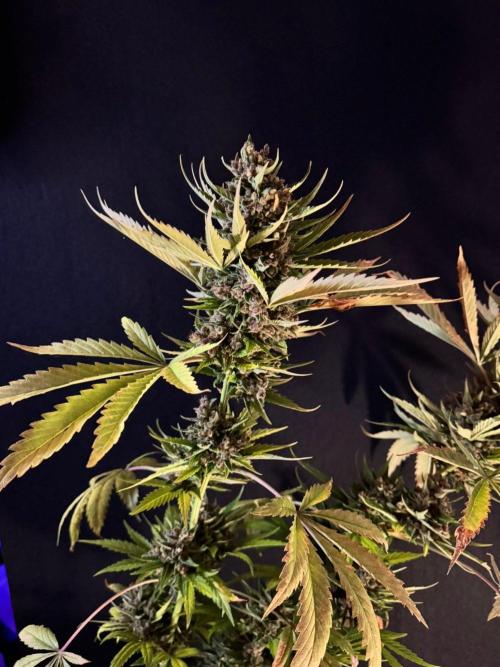 Banana Purple Auto. Week 13