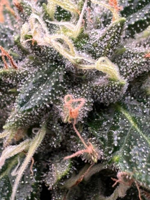 Banana Purple Auto. Week 13