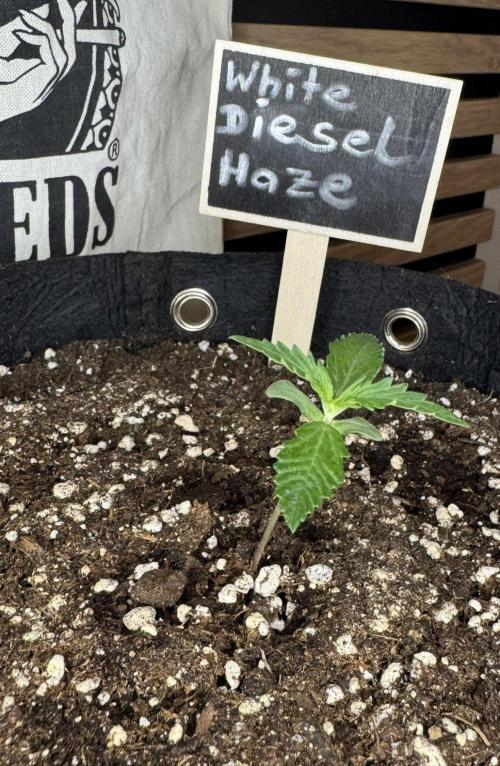 White Diesel Haze Auto-Sensi Seeds - CCG. Week 1