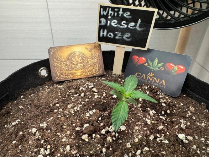 White Diesel Haze Auto-Sensi Seeds - CCG. Week 1