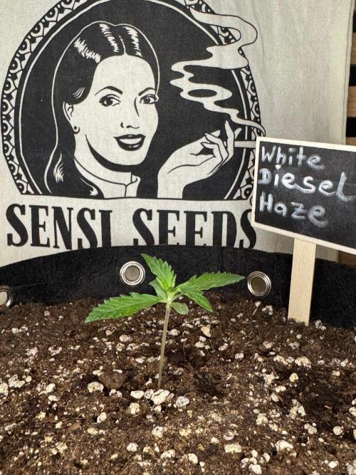 White Diesel Haze Auto-Sensi Seeds - CCG. Week 1