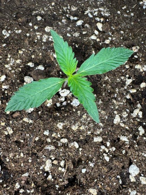 White Diesel Haze Auto-Sensi Seeds - CCG. Week 1