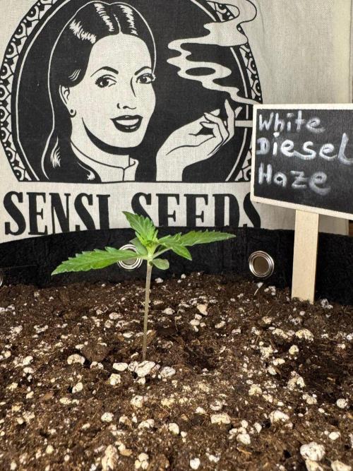 White Diesel Haze Auto-Sensi Seeds - CCG. Week 1