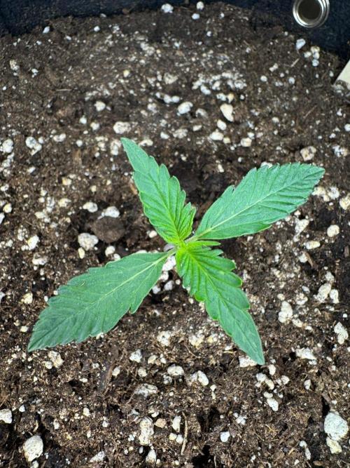 White Diesel Haze Auto-Sensi Seeds - CCG. Week 1
