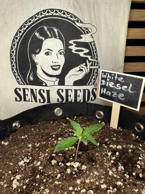 White Diesel Haze Auto-Sensi Seeds - CCG. Week 1