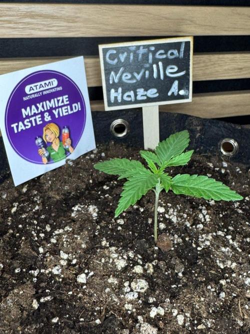 Critical Neville Haze Auto. Week 1