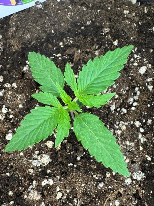 Critical Neville Haze Auto. Week 1