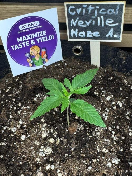 Critical Neville Haze Auto. Week 1