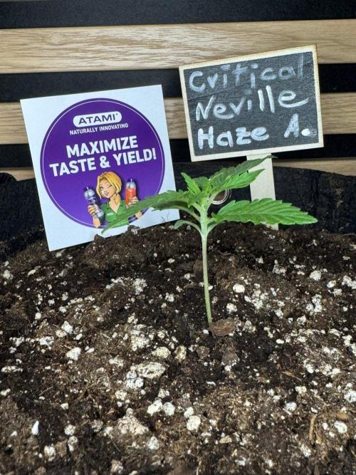 Critical Neville Haze Auto. Week 1