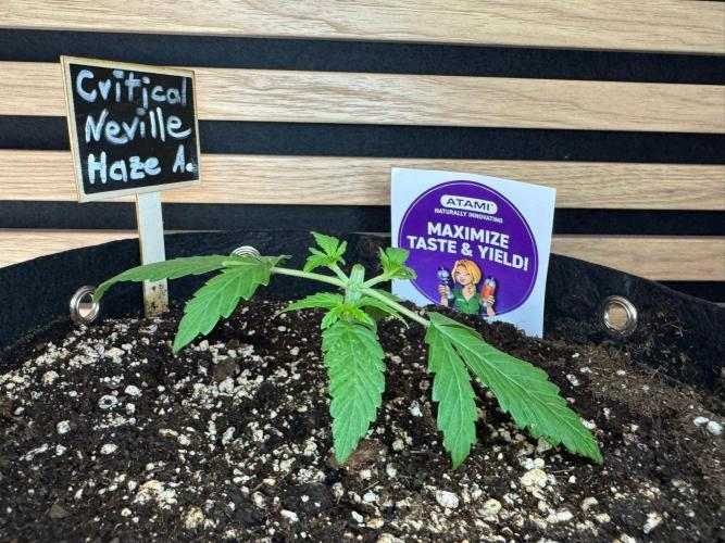 Critical Neville Haze Auto. Week 2