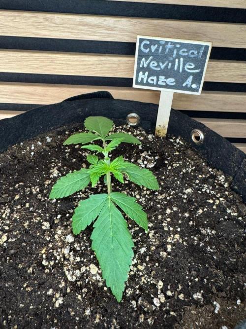 Critical Neville Haze Auto. Week 2