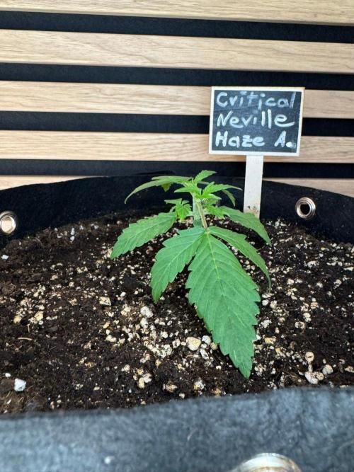 Critical Neville Haze Auto. Week 2