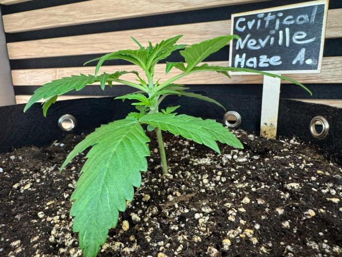 Critical Neville Haze Auto. Week 2