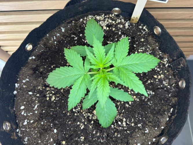 Critical Neville Haze Auto. Week 2