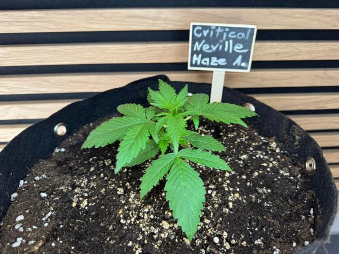 Critical Neville Haze Auto. Week 2