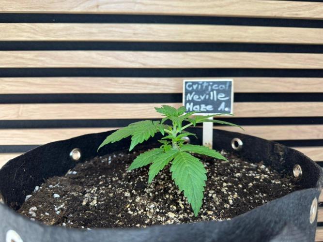 Critical Neville Haze Auto. Week 2