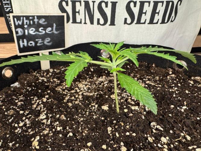 White Diesel Haze Auto-Sensi Seeds - CCG. Week 2