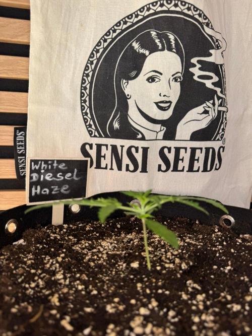 White Diesel Haze Auto-Sensi Seeds - CCG. Week 2