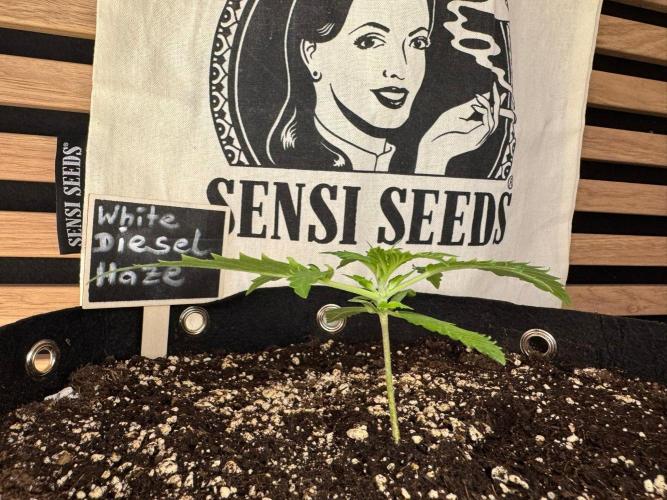 White Diesel Haze Auto-Sensi Seeds - CCG. Week 2